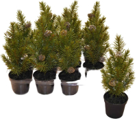 Tannenbaum i.Topf ca.22cm D4cm gruen 382109-42