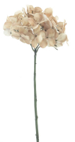 Hortensie Caseros braun ca. 48cm 72321-8