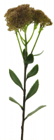 Sedum-Zweig rosa ca. 59cm 93748-0