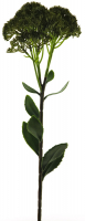 Sedum-Zweig gruen ca. 59cm 93748-1