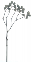 Eucalyptusglocken-Zweig braun ca. 68cm 97122-8